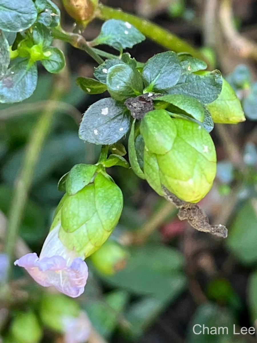 Strobilanthes glandulata Nilanthi et al.